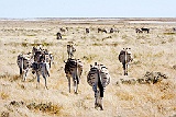 Namibia 032